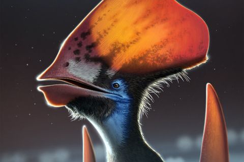 Flugsaurier hatten anscheinend bunte Federn – Forscher finden Hinweise an gut erhaltenem Fossil