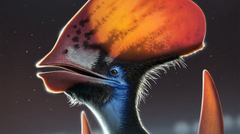 Flugsaurier hatten anscheinend bunte Federn – Forscher finden Hinweise an gut erhaltenem Fossil