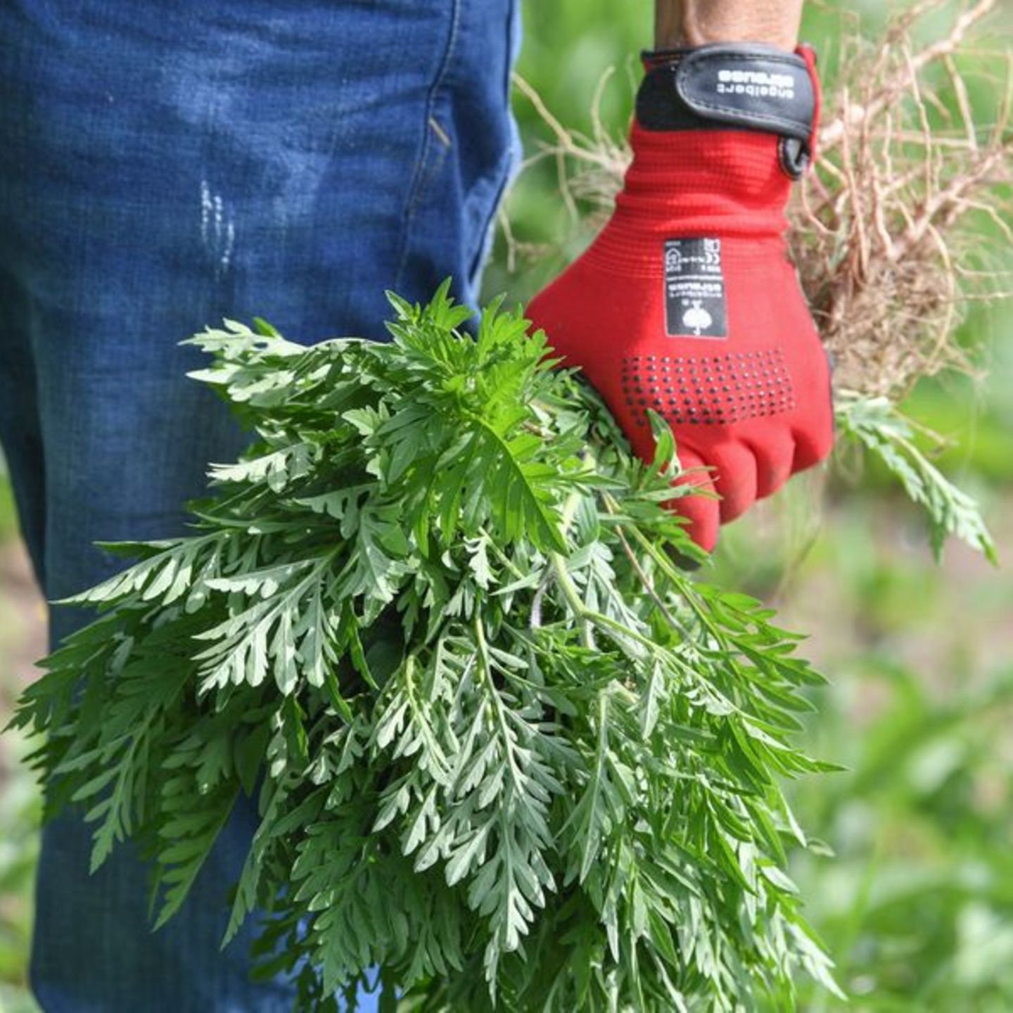 neem zimmerpflanzen Neem Aktiv: Spezialdnger-Granulat fr Gemse und Zierpflanzen  Silberkraft