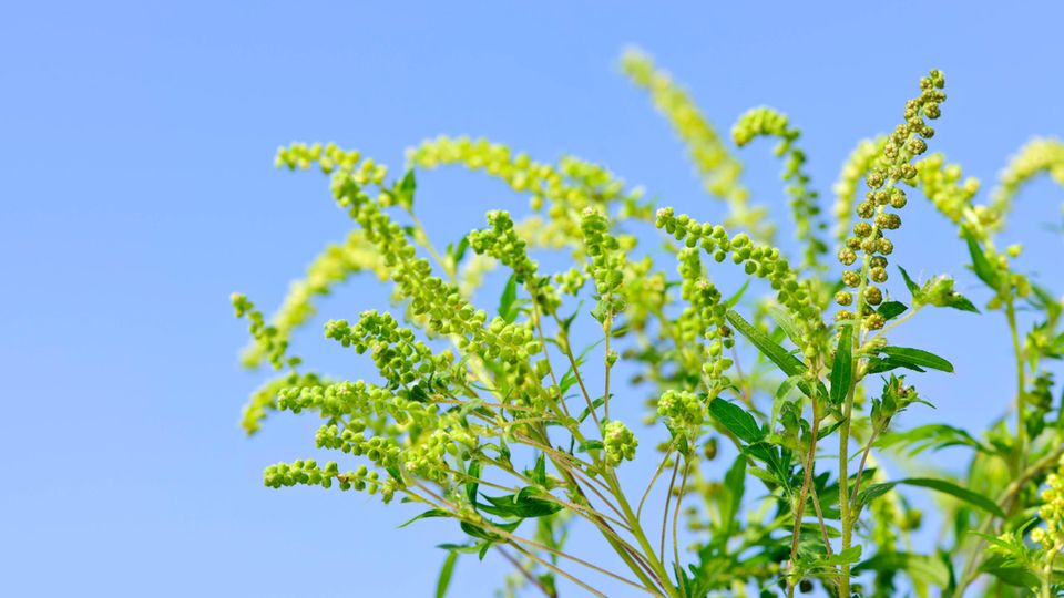 Kleine Knoten an länglichen Stilen. Die Blüte der  Ambrosia artemisiifolia, des Beifußblättrigen Traubenkrauts