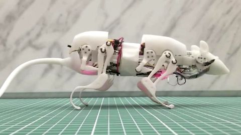 Neue Erfindung: Forscher bauen Roboterratte, um Überlebende zu finden