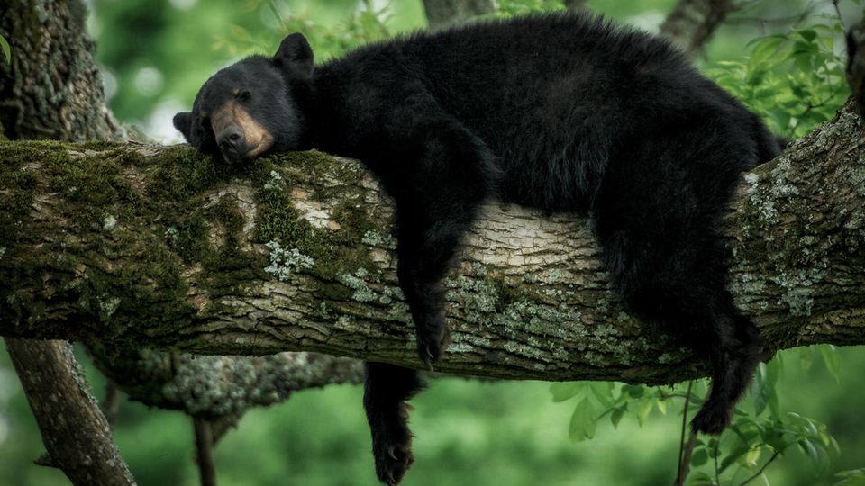 Ein Schwarzbär liegt schlafend auf einem Baum