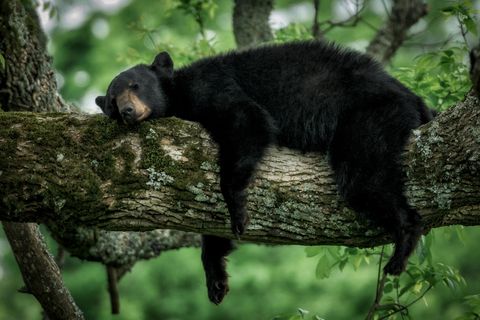 Ein Schwarzbär liegt schlafend auf einem Baum