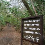 Der Aokigahara-Wald liegt am Fuße des Vulkans Fuji in Japan. Das asiatische Land hat eine tragisch hohe Suizidrate – und im Dickicht des Waldes nehmen sich jährlich viele Menschen das Leben. Wie viele genau, das wird von den Behörden verschwiegen. An den Eingängen des Waldes stehen Schilder mit der Botschaft: "Das Leben ist ein kostbares Geschenk".     Sie haben suizidale Gedanken? Hilfe bietet die Telefonseelsorge. Sie ist anonym, kostenlos und rund um die Uhr unter (0800) 1110111 und (0800) 1110222 erreichbar. Auch eine Beratung über E-Mail ist möglich. Eine Liste mit bundesweiten Hilfsstellen findet sich auf der Seite der Deutschen Gesellschaft für Suizidprävention.