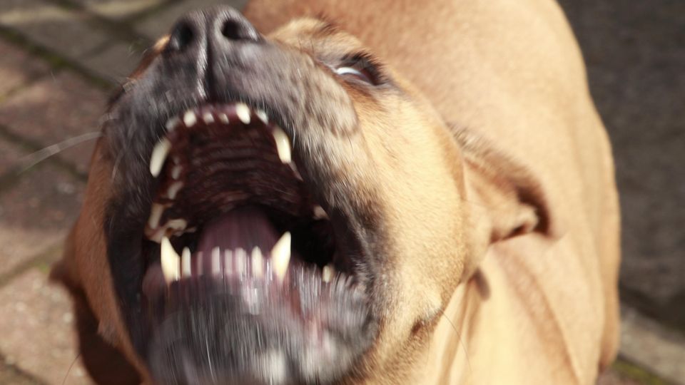 Ein Pitbull mit geöffneter Schnauze