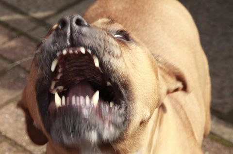 Ein Pitbull mit geöffneter Schnauze