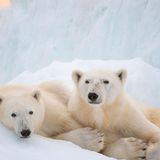 Zwei Eisbären