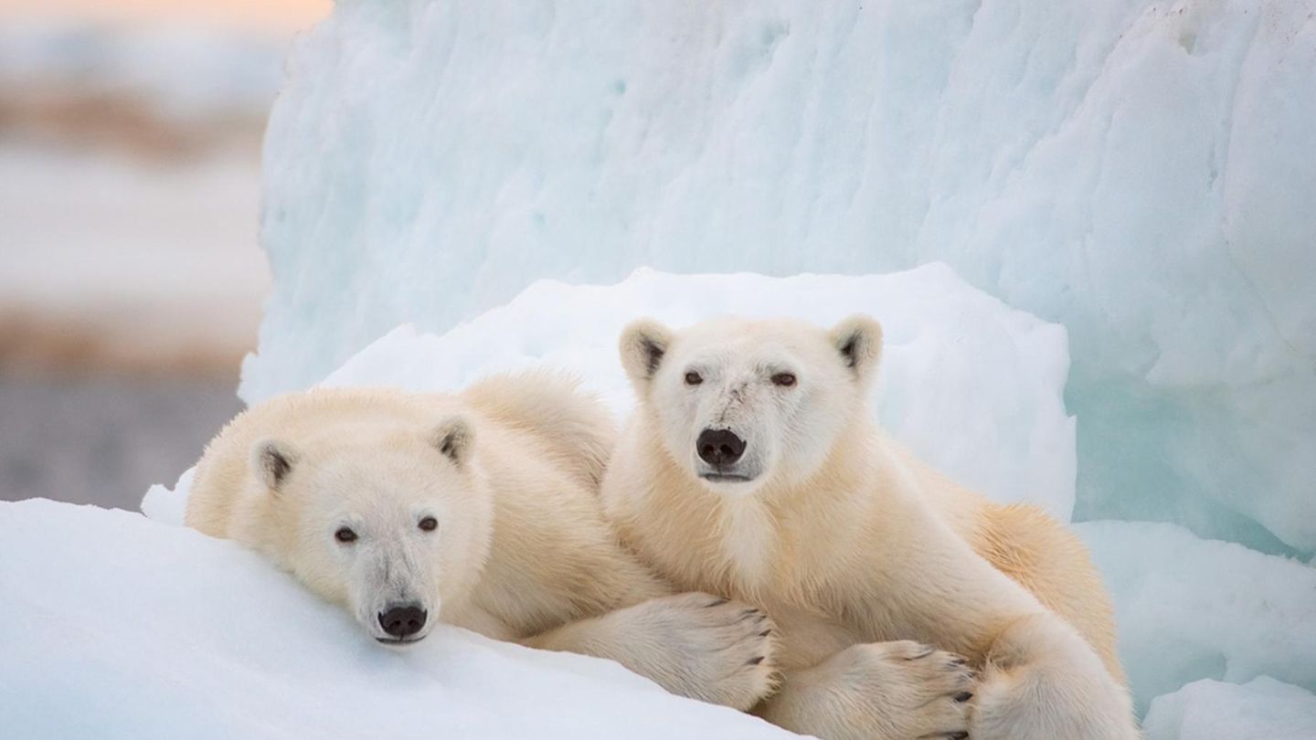 Streaming-News von Netflix und Co.: Neue Doku bei Disney Plus: Eine Eisbärenmutter und ihr Junges kämpfen ums Überleben