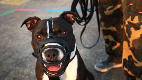 Ein Hundeführerschein ist oft für den American Staffordshire Terrier nötig