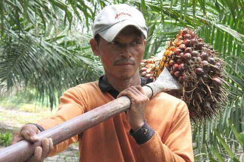 Produktion von Palmöl: Ein junger Mann trägt ein Fruchtbündel über seiner Schulter