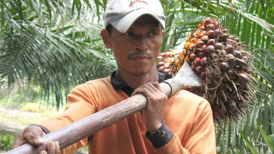 Produktion von Palmöl: Ein junger Mann trägt ein Fruchtbündel über seiner Schulter