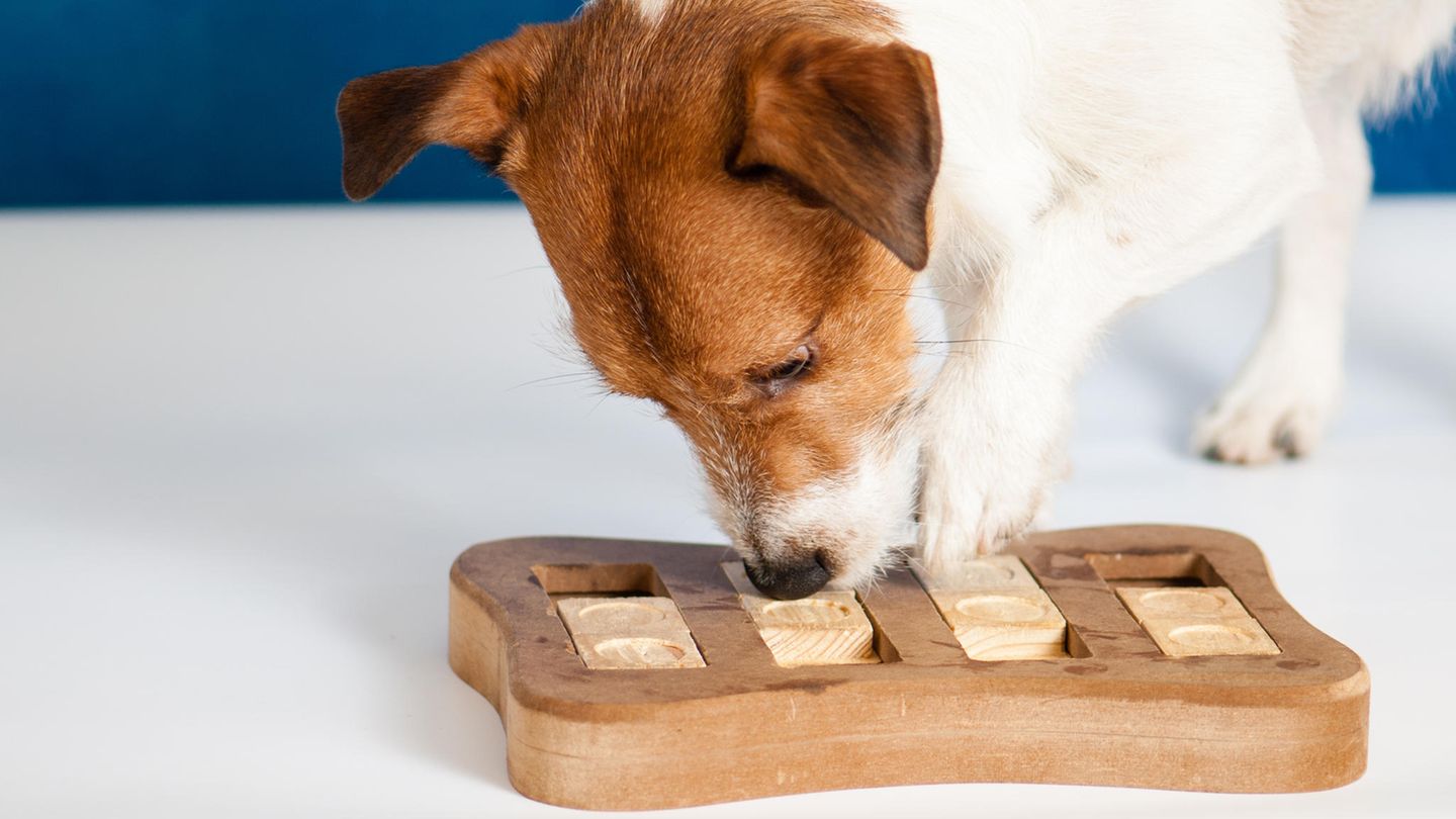 Denkspiele für Hunde sorgen für Ausgeglichenheit Ihres Vierbeiners