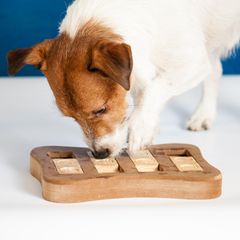 Denkspiele für Hunde sorgen für Ausgeglichenheit Ihres Vierbeiners