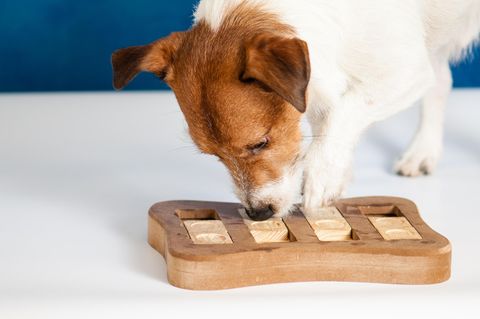 Denkspiele für Hunde sorgen für Ausgeglichenheit Ihres Vierbeiners
