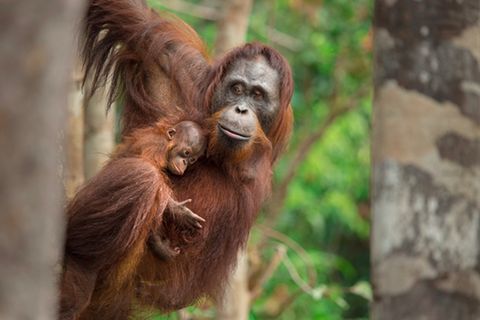 Eine Orang-Utan-Mutter mit ihrem Baby