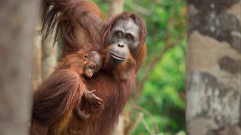 Eine Orang-Utan-Mutter mit ihrem Baby