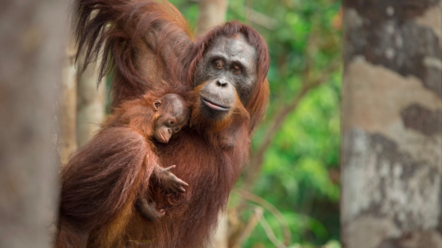 Eine Orang-Utan-Mutter mit ihrem Baby
