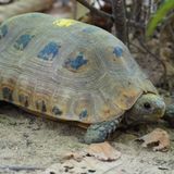 Schildkröte mit braunem Panzer und dunkler Flecken