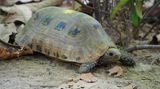 Schildkröte mit braunem Panzer und dunkler Flecken