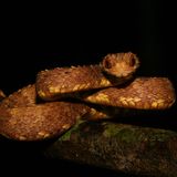 Schlange blickt entgegen