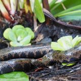 Schlange mit braunem und schwarzem Muster