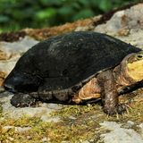 Schildkröte mit hellem Kopf und dunklem Panzer