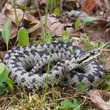 Schlange mit dunklem Zickzackmuster