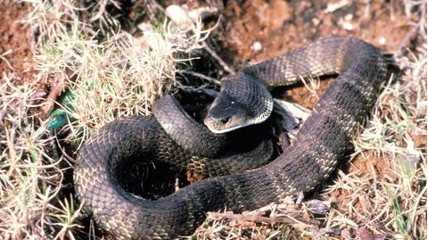 Schlange liegt auf dem Boden in der Natur Australiens