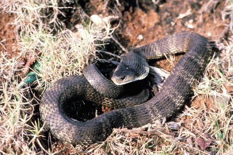 Schlange liegt auf dem Boden in der Natur Australiens