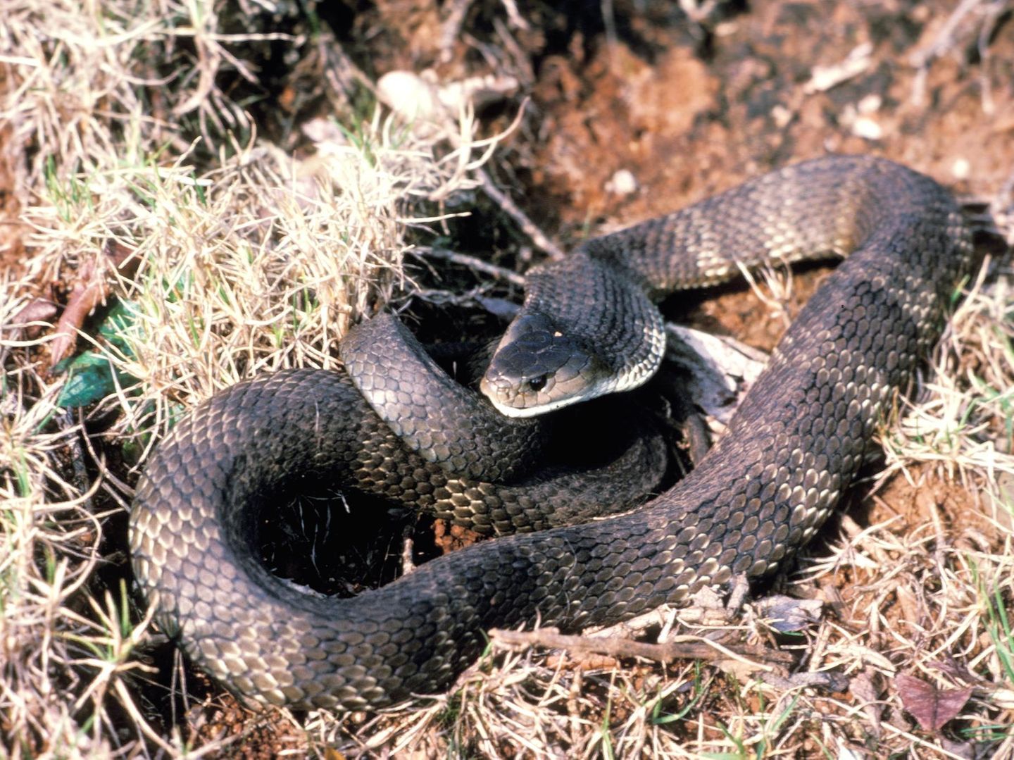 Australien meldet Rekord an Schlangenbissen in Queensland | STERN.de