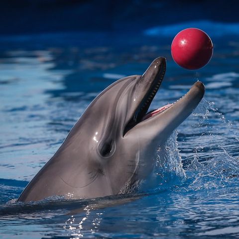 Delfine im Delfinarium von Sewastopol auf der von Russland annektierten Schwarzmeer-Halbinsel Krim