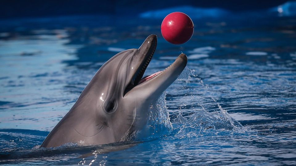 Delfine im Delfinarium von Sewastopol auf der von Russland annektierten Schwarzmeer-Halbinsel Krim