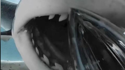 Hai verschluckt Kamera – so sieht der Meeresräuber von innen aus