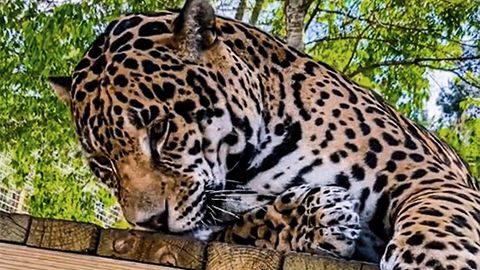 Virales Video: Jaguar riecht Katzenminze und zeigt süße Reaktion