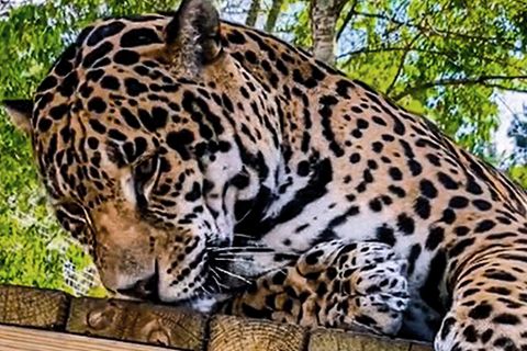 Virales Video: Jaguar riecht Katzenminze und zeigt süße Reaktion