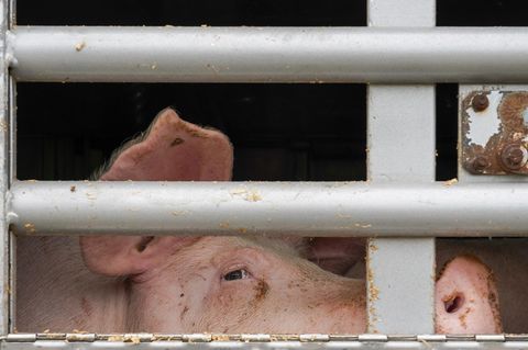 Tönnies ist Deutschlands größter Schlachtbetrieb für Schweine