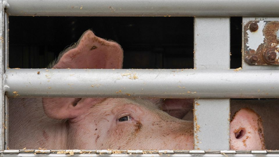 Tönnies ist Deutschlands größter Schlachtbetrieb für Schweine