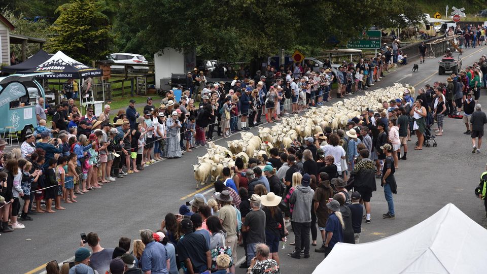 Schafrennen in Neuseeland