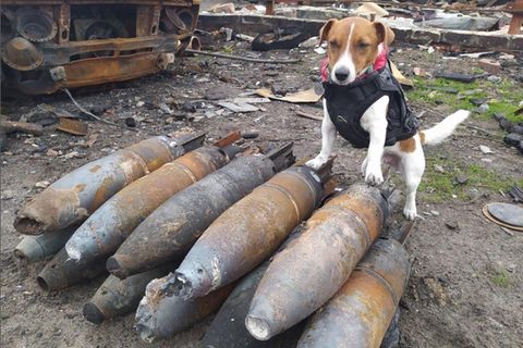 Jack Russell Terrier Patron auf nicht-explodierten Raketen