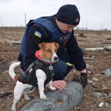 Patron hilft seinem Herrchen seit Wochen beim Aufspüren von Minen und Raketen.