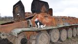 Manchmal turnt der kleine Hund auch einfach nur auf Panzern herum.
