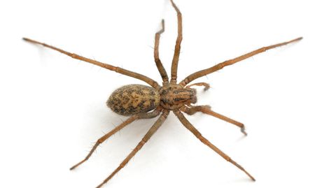 Kannibalismus nach Sex: Spinnen retten mit Katapult-Sprung ihr Leben