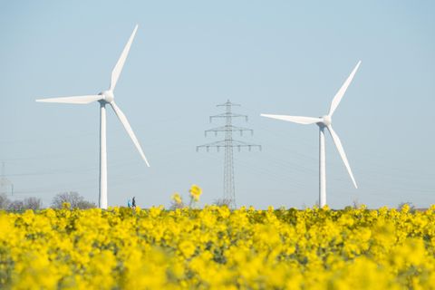Über ein blühendes Rapsfeld hinweg sind zwei Windräder zu sehen, zwischen und hinter ihnen ein Strommast