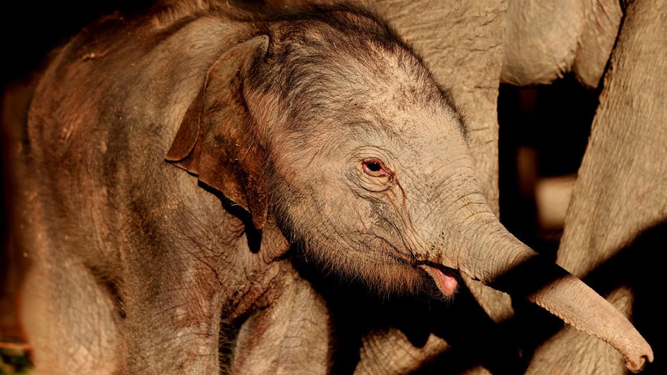 Elefant trauert um seine tote Mutter