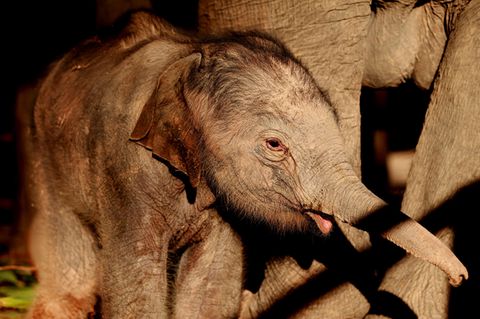 Elefant trauert um seine tote Mutter