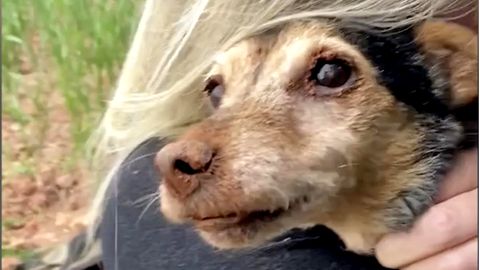 Armer Hund: Kleiner Flossie wird nach 56 Stunden aus Fuchsbau befreit