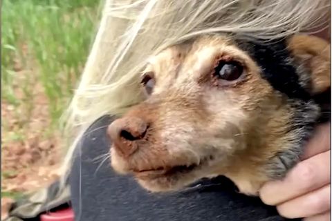 Armer Hund: Kleiner Flossie wird nach 56 Stunden aus Fuchsbau befreit