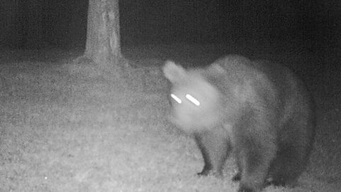 Ein Braunbär steht in Bayern vor einer Wildtierkamera