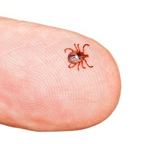 Eine Zecke sitzt auf einer Fingerspitze
