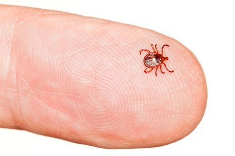 Eine Zecke sitzt auf einer Fingerspitze